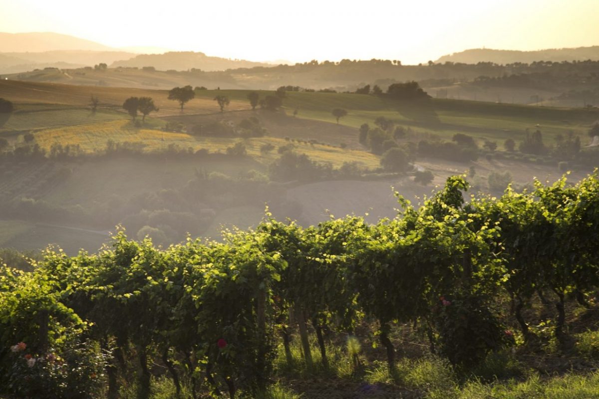 Vigneto Verdicchio