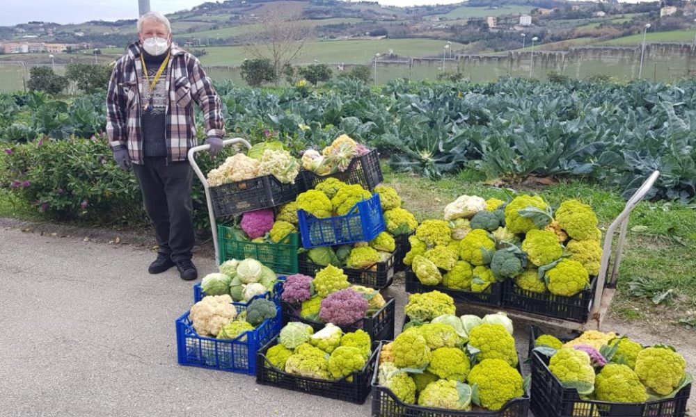 ANCONA / Tempo di raccolto al carcere di Barcaglione