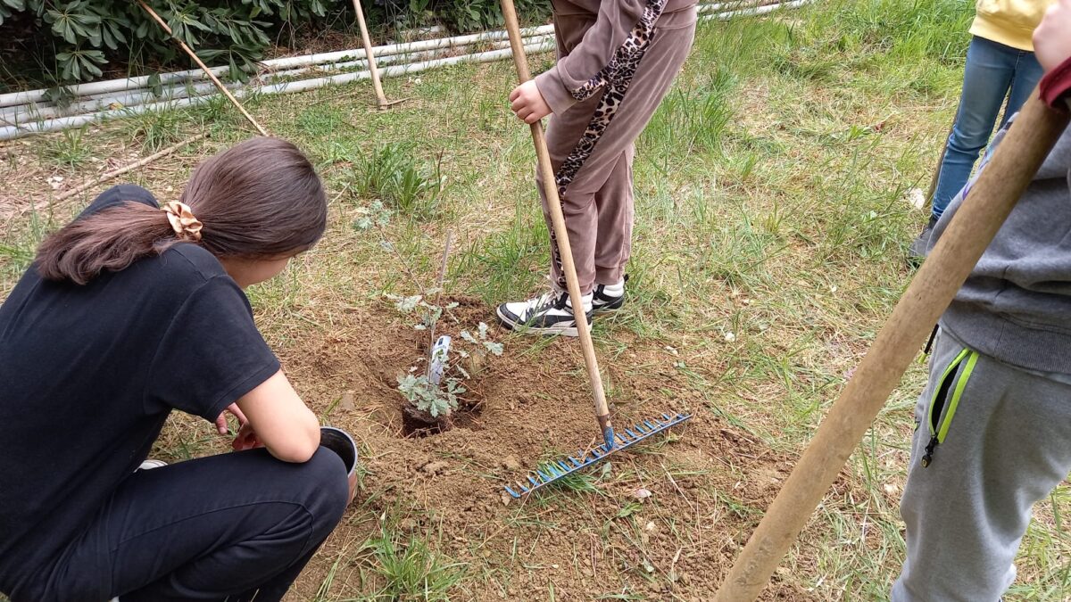 giornata mondiale dell'Ambiente, Comune, MMS e scuole la celebrano piantando nuovi alberi4