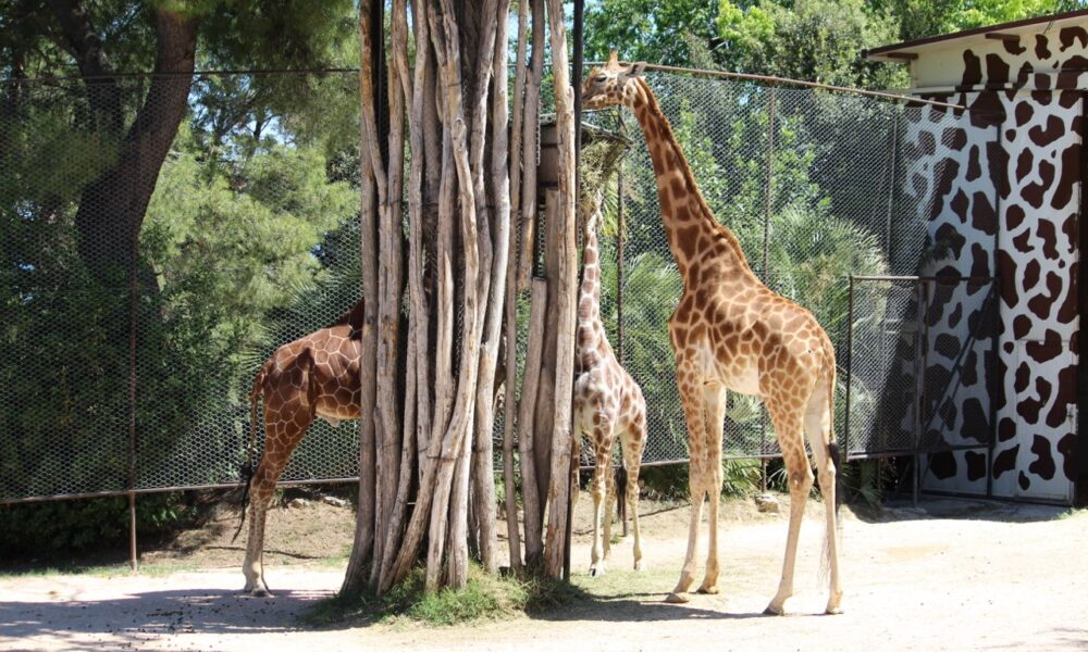 Parco zoo / Biton ha due nuovi amici: sono arrivate le giraffe Stefan e Mandela