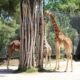 Parco zoo / Biton ha due nuovi amici: sono arrivate le giraffe Stefan e Mandela