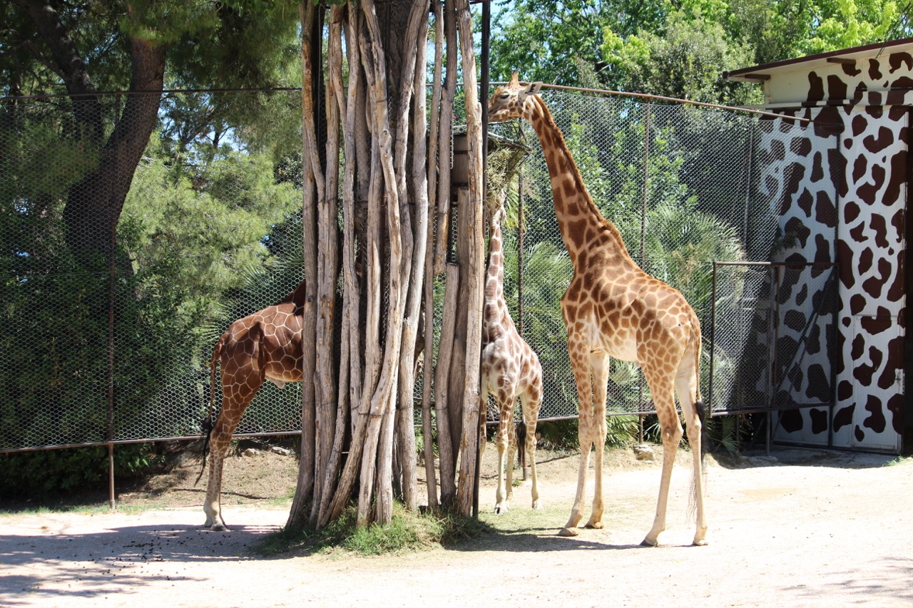 Parco zoo / Biton ha due nuovi amici: sono arrivate le giraffe Stefan e Mandela