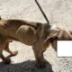 Il fatto / Cane maltrattato, cittadino moldavo denunciato